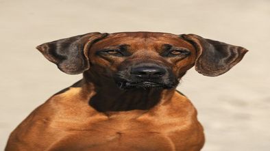 Rhodesian_Ridgeback--Sabine_Stuewer_TIERFOTO_imt_413280.jpg