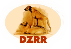 dzrr_logo.png