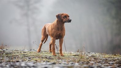 IMG_7918_1.jpg