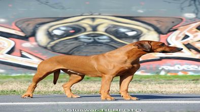 DSC_6387_1.jpg