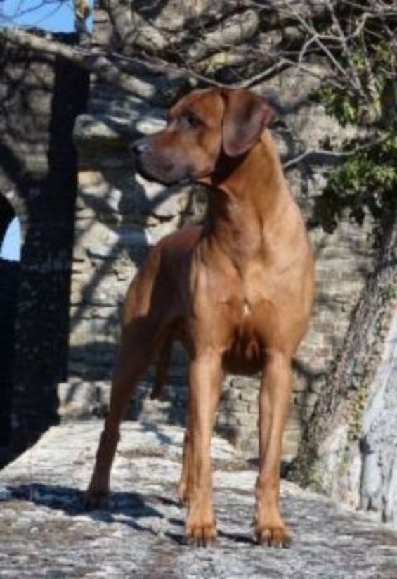 louis.jpg