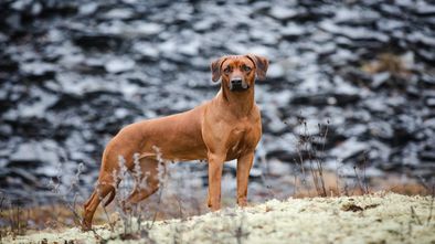 IMG_7802_1.jpg