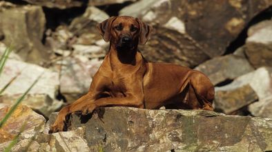 Rhodesian_Ridgeback--Sabine_Stuewer_TIERFOTO_imt_632329.jpg