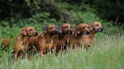 Rhodesian_Ridgeback--Sabine_Stuewer_TIERFOTO_imt_923228.jpg