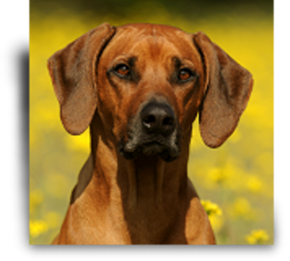 wuerfe_mutter_bahari.png