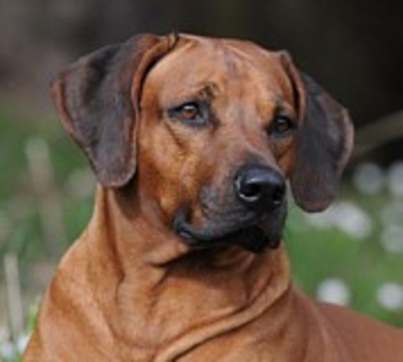 Multichampion-Faira-Arif-Kamilifu.jpg