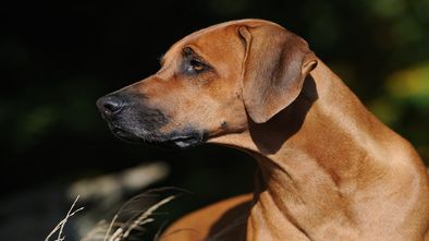Rhodesian_Ridgeback--Sabine_Stuewer_TIERFOTO_imt_967821.jpg