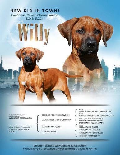 Willy.jpg